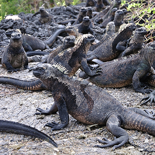 Galapagos - Isabela - Marine iguanas
